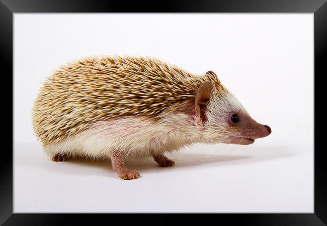 Pygmy Hedgehog Framed Print by Paul Holman Photography