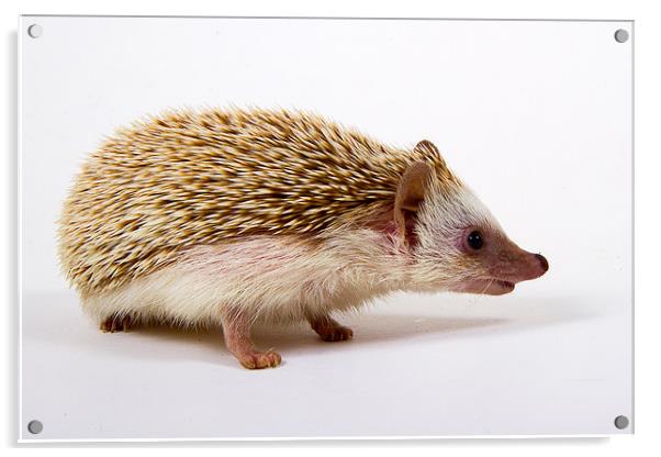 Pygmy Hedgehog Acrylic by Paul Holman Photography