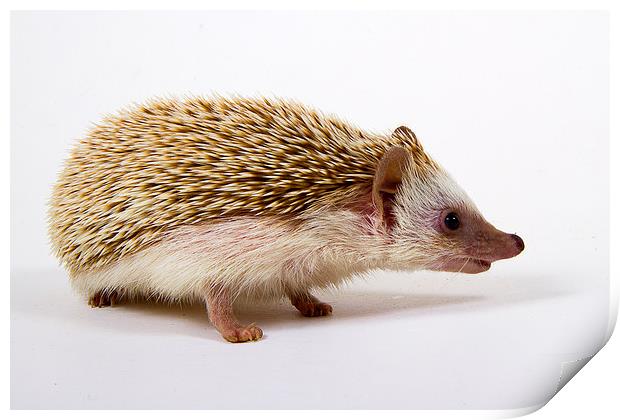 Pygmy Hedgehog Print by Paul Holman Photography