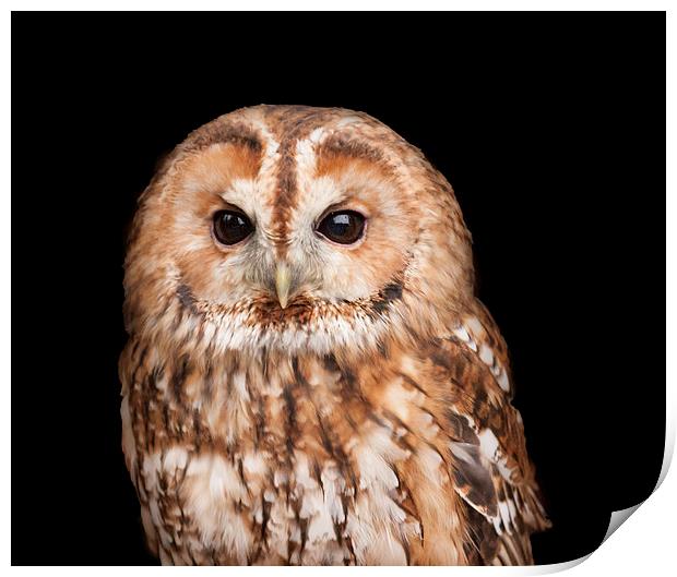 Tawny Owl Portrait Print by Philip Pound