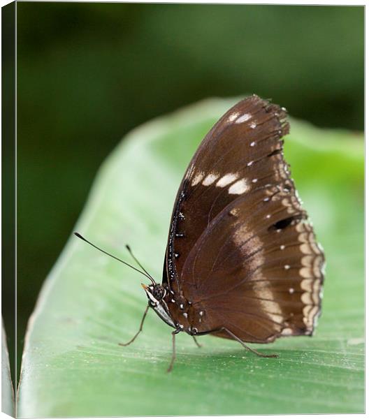 Brown Butterfly on a leaf Canvas Print by Philip Pound