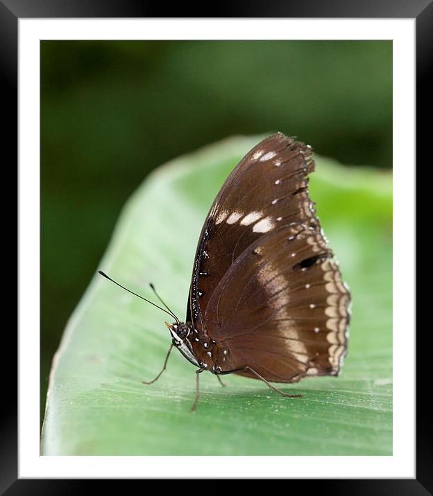 Brown Butterfly on a leaf Framed Mounted Print by Philip Pound