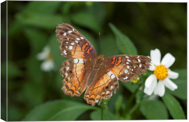 Brown and orange butterfly Canvas Print by Philip Pound