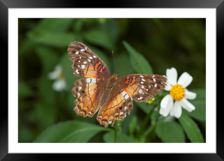 Brown and orange butterfly Framed Mounted Print by Philip Pound