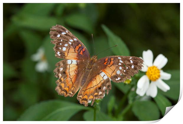 Brown and orange butterfly Print by Philip Pound