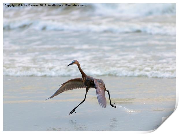 Heron Ballet Print by Mike Dawson