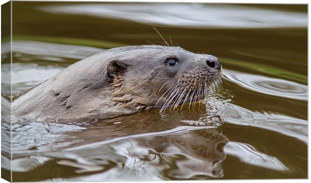 Wild Otter 3 Canvas Print by Mike Stephen