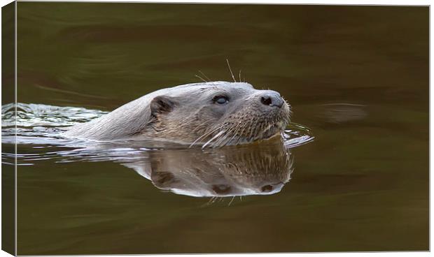 Wild Otter 2 Canvas Print by Mike Stephen