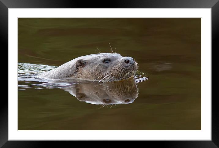 Wild Otter 2 Framed Mounted Print by Mike Stephen