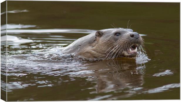 Wild Otter 1 Canvas Print by Mike Stephen