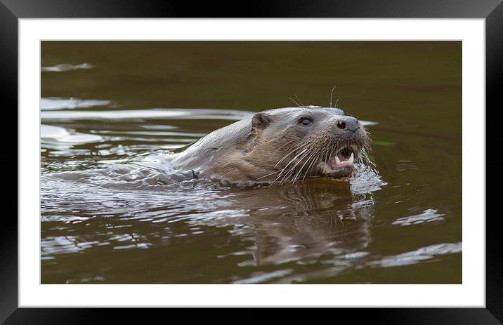 Wild Otter 1 Framed Mounted Print by Mike Stephen
