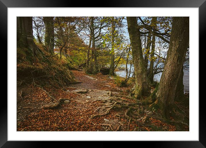 Exposed tree roots on Ullswater near Pooley Bridge Framed Mounted Print by Liam Grant