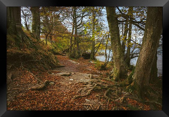 Exposed tree roots on Ullswater near Pooley Bridge Framed Print by Liam Grant