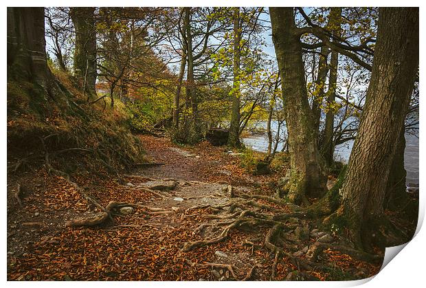 Exposed tree roots on Ullswater near Pooley Bridge Print by Liam Grant