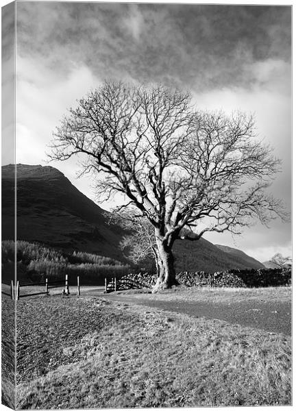 Sunlit tree on the shore of Buttermere. Canvas Print by Liam Grant