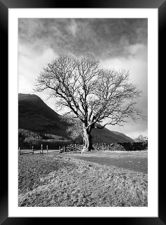 Sunlit tree on the shore of Buttermere. Framed Mounted Print by Liam Grant