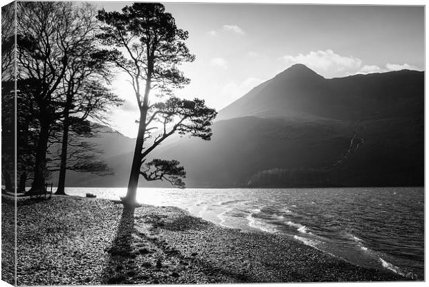 Silhouetted tree on the shore of Buttermere with H Canvas Print by Liam Grant