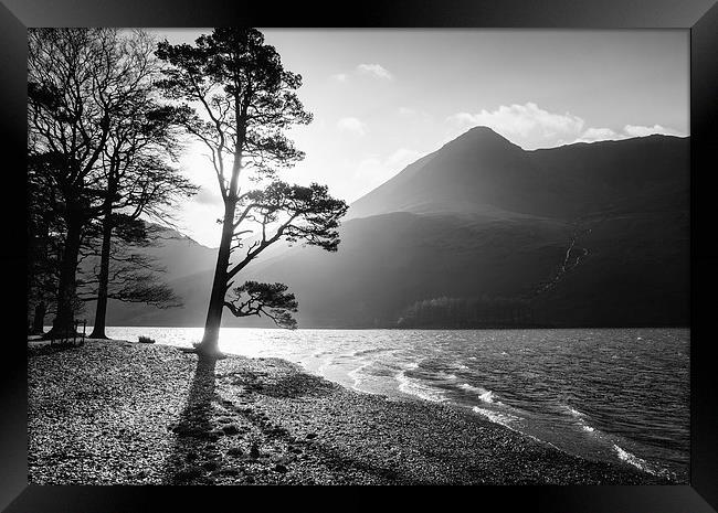 Silhouetted tree on the shore of Buttermere with H Framed Print by Liam Grant