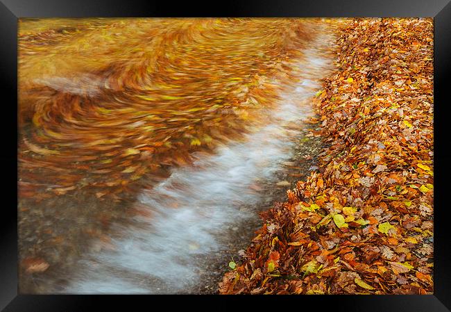 Abstract of autumnal leaves in the waves on Butter Framed Print by Liam Grant