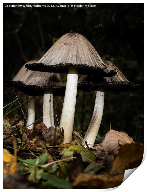 Common Ink Cap Print by Wendy Williams CPAGB