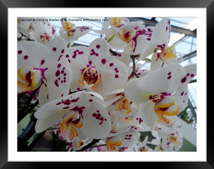 White Orchid Flower Framed Mounted Print by Candice Bowles