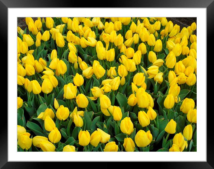 Sunshine tulips Framed Mounted Print by Candice Bowles