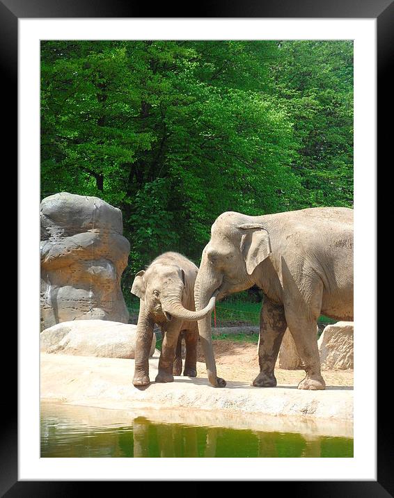 Mother And Baby Elephant Framed Mounted Print by Candice Bowles