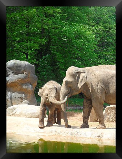 Mother And Baby Elephant Framed Print by Candice Bowles
