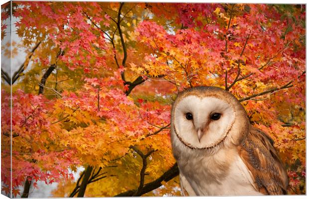 Barn Owl and Autumn Leaves Canvas Print by Philip Pound