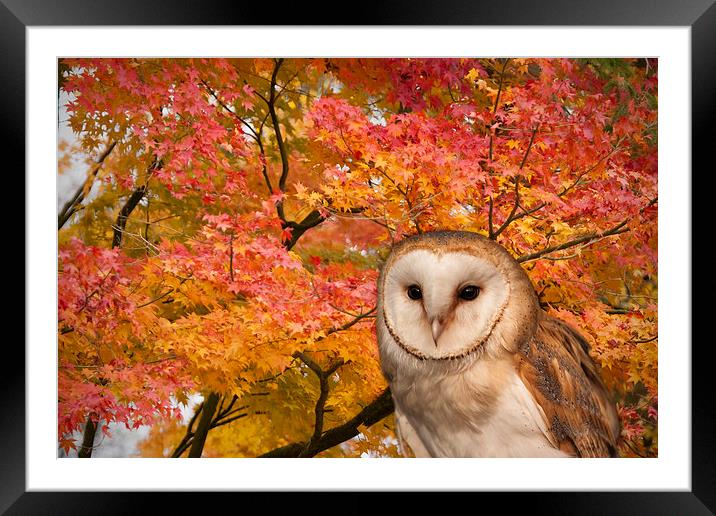Barn Owl and Autumn Leaves Framed Mounted Print by Philip Pound