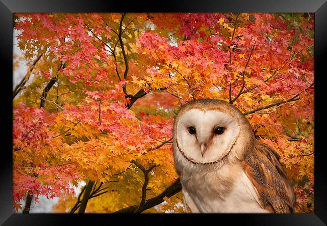 Barn Owl and Autumn Leaves Framed Print by Philip Pound