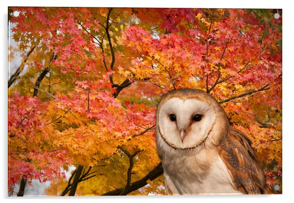 Barn Owl and Autumn Leaves Acrylic by Philip Pound