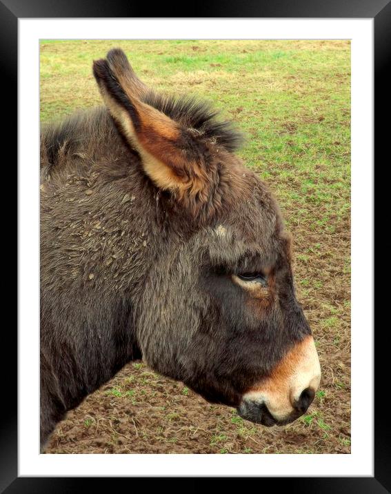 Little Donkey Framed Mounted Print by Bill Lighterness
