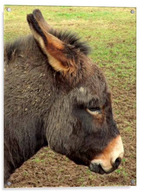 Little Donkey Acrylic by Bill Lighterness