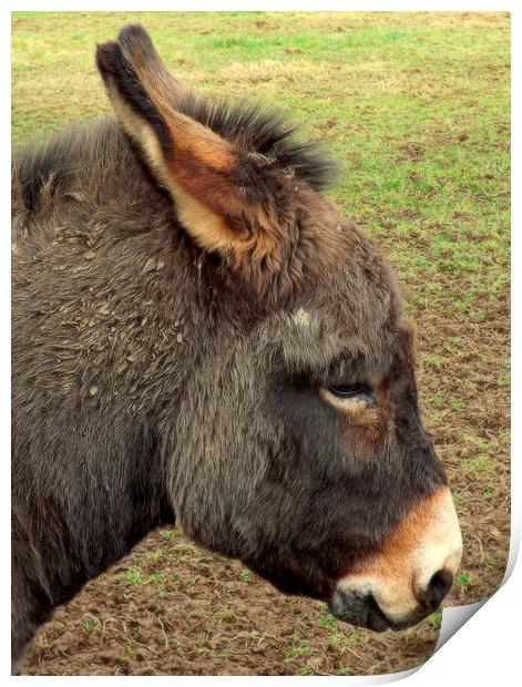 Little Donkey Print by Bill Lighterness