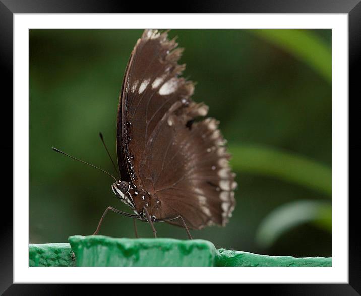 Brown butterfly on post Framed Mounted Print by Philip Pound