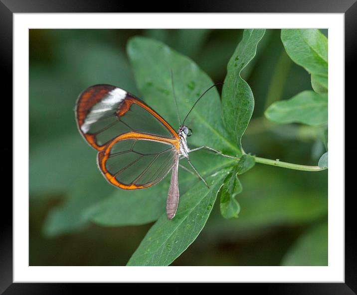 Orange Butterfly on Leaf Framed Mounted Print by Philip Pound