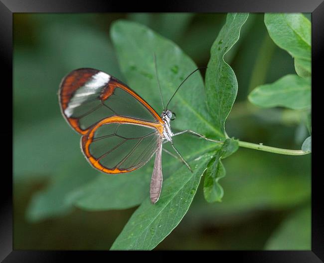 Orange Butterfly on Leaf Framed Print by Philip Pound
