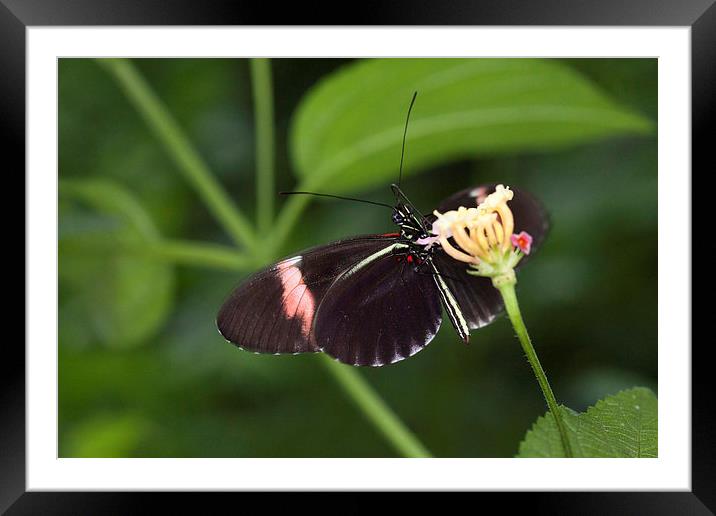 Butterfly eating nectar from a flower Framed Mounted Print by Philip Pound