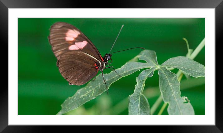 Brown and pink butterfly on leaves Framed Mounted Print by Philip Pound