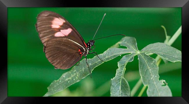 Brown and pink butterfly on leaves Framed Print by Philip Pound