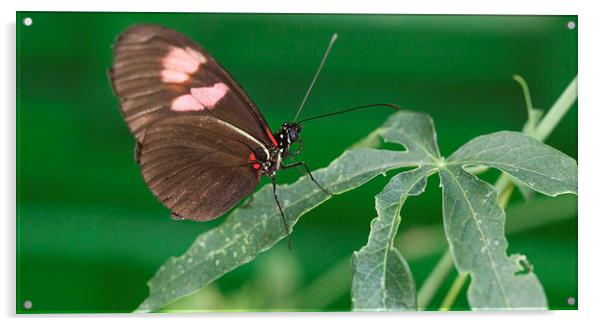 Brown and pink butterfly on leaves Acrylic by Philip Pound