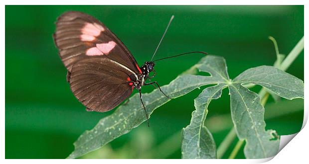 Brown and pink butterfly on leaves Print by Philip Pound