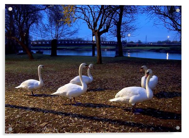 Swans at dusk Acrylic by leonard alexander