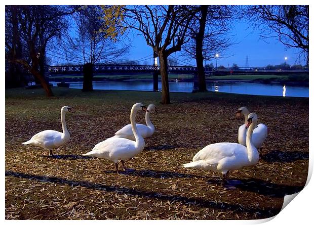 Swans at dusk Print by leonard alexander