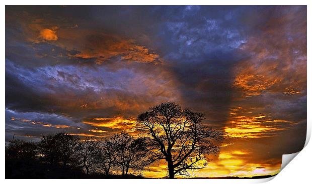 Trees at Sunset Print by Eric Watson