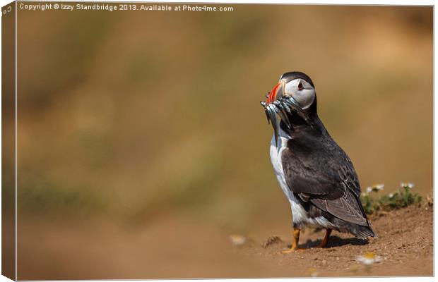 Puffin with catch Canvas Print by Izzy Standbridge