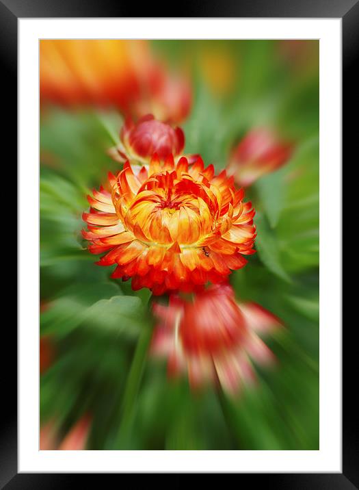 Floral fireburst Framed Mounted Print by Brian Fry