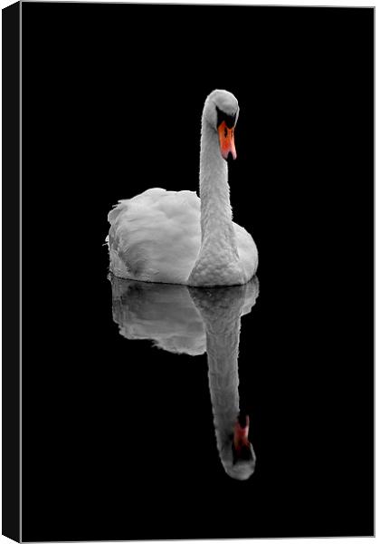 Mute swan Canvas Print by Macrae Images