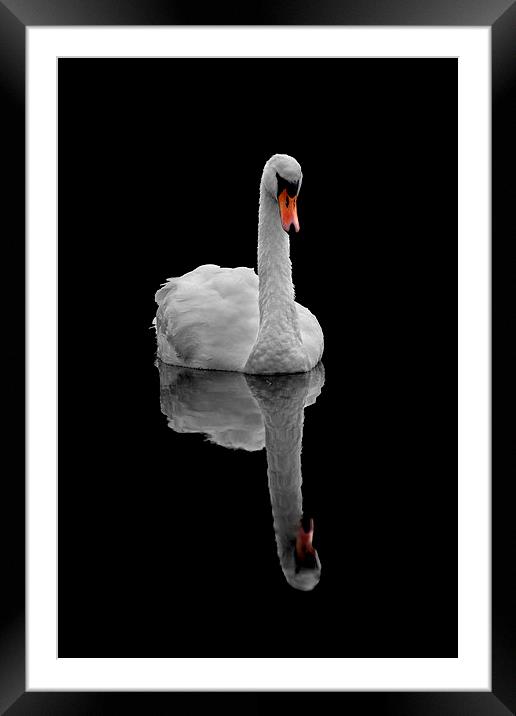 Mute swan Framed Mounted Print by Macrae Images